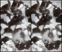 Attēlu rezultāti vaicājumam “Physarum cinereum macro”