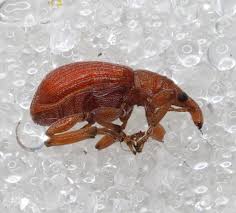 Attēlu rezultāti vaicājumam “Apion sp.”