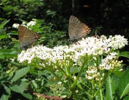 Attēlu rezultāti vaicājumam “Satyrium w-album underside”