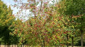 Attēlu rezultāti vaicājumam “Euonymus europaeus”