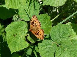 Attēlu rezultāti vaicājumam “Brenthis daphne underside”