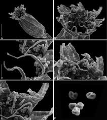 Attēlu rezultāti vaicājumam “Orthotrichum diaphanum sporophyte”