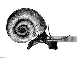 Attēlu rezultāti vaicājumam “Planorbidae”