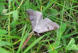 Attēlu rezultāti vaicājumam “Lygephila pastinum”