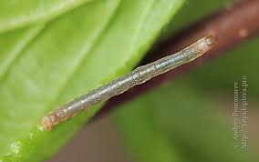 Attēlu rezultāti vaicājumam “Ennomos autumnaria”