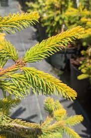 Attēlu rezultāti vaicājumam “Picea abies fo. virgata leaf”
