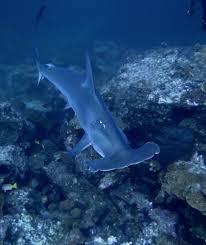 Image result for Sphyrna lewini