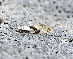 Attēlu rezultāti vaicājumam “Nematopogon sp.”