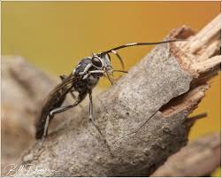 Attēlu rezultāti vaicājumam “Ichneumonidae cocoon”