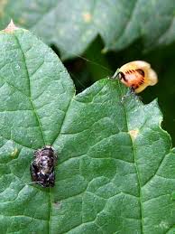 Attēlu rezultāti vaicājumam “Adalia bipunctata imago”