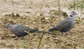 Attēlu rezultāti vaicājumam “Streptopelia decaocto adult”