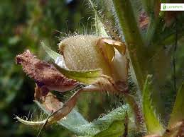 Attēlu rezultāti vaicājumam “Ononis arvensis leaf”