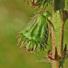 Attēlu rezultāti vaicājumam “Agrimonia eupatoria fruit”