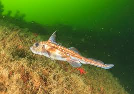 Image result for Hydrolagus colliei