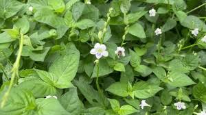 Attēlu rezultāti vaicājumam “Moehringia trinervia bud”