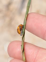 Attēlu rezultāti vaicājumam “Scardia boletella pupa”