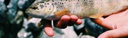 Image result for Trimpley Anglers Association