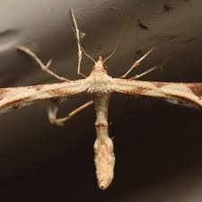 Attēlu rezultāti vaicājumam “Platyptilia sp.”