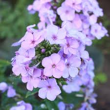 Attēlu rezultāti vaicājumam “Phlox paniculata”