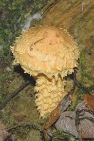 Attēlu rezultāti vaicājumam “Pholiota flammans”