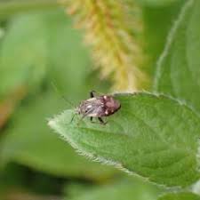 Attēlu rezultāti vaicājumam “Polymerus palustris”