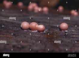 Attēlu rezultāti vaicājumam “Lycogala irregulare macro”