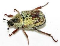 Attēlu rezultāti vaicājumam “Hoplia graminicola”