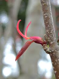Attēlu rezultāti vaicājumam “Cercidiphyllum japonicum flower”