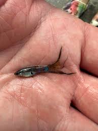 Attēlu rezultāti vaicājumam “Willkommlangea reticulata young”