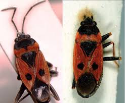 Image result for Rhyparochromus