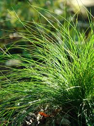 Attēlu rezultāti vaicājumam “Carex diandra leaf”