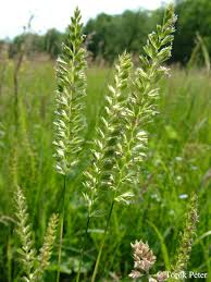 Attēlu rezultāti vaicājumam “Cynosurus cristatus”