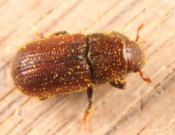 Attēlu rezultāti vaicājumam “Hylastes sp.”