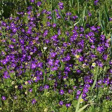 Image result for Legousia speculum-veneris