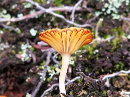 Attēlu rezultāti vaicājumam “Lichenomphalia umbellifera”