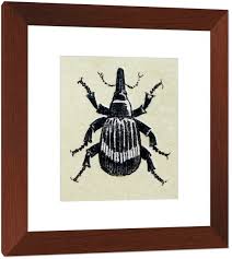 Attēlu rezultāti vaicājumam “Anthonomus pomorum”