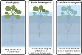 Attēlu rezultāti vaicājumam “Rorippa amphibia fruit”