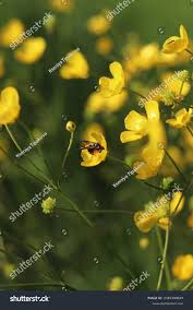 Attēlu rezultāti vaicājumam “Ranunculus polyanthemos”