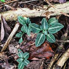 Attēlu rezultāti vaicājumam “Goodyera repens leaf”