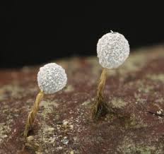 Attēlu rezultāti vaicājumam “Badhamia affinis var. microspora spores”