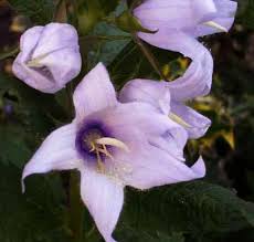 Attēlu rezultāti vaicājumam “Campanula latifolia flower”