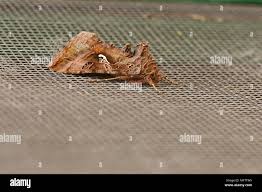 Attēlu rezultāti vaicājumam “Syngrapha interrogationis”