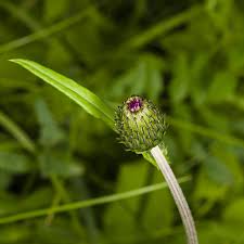 Attēlu rezultāti vaicājumam “Cirsium heterophyllum flower”