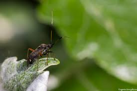 Attēlu rezultāti vaicājumam “Closterotomus biclavatus”