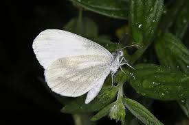 Attēlu rezultāti vaicājumam “Leptidea sinapis”