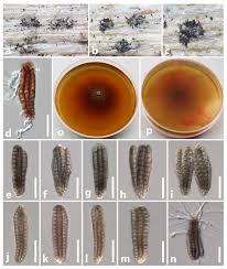 Attēlu rezultāti vaicājumam “Diachea dictyospora (syn. Craterium dictyosporum) spores”