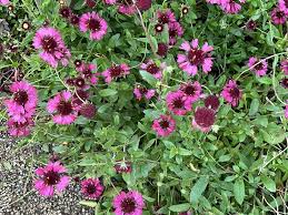 Image result for Gaillardia amblyodon