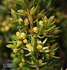 Attēlu rezultāti vaicājumam “Juniperus communis male flower”