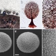 Attēlu rezultāti vaicājumam “Lamproderma ovoideum stalked”