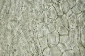 Attēlu rezultāti vaicājumam “Hymenoscyphus imberbis”